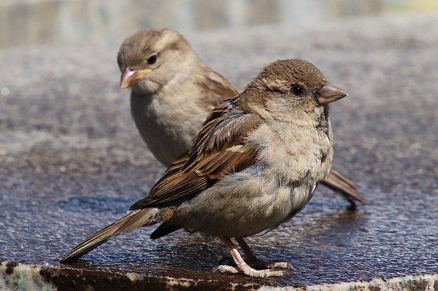 Sparrows Control